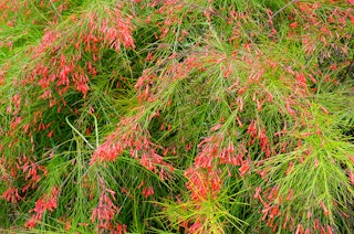 A closeup of a firecracker plant with bright red blooms.