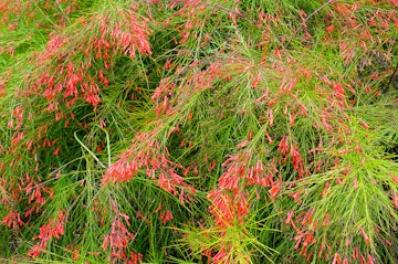 A closeup of a firecracker plant with bright red blooms.