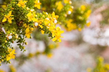 A closeup of yellow blooms on a Creosote bush (Larrea tridentata).