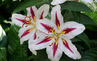 oriental big smile lily oriental big smile lily