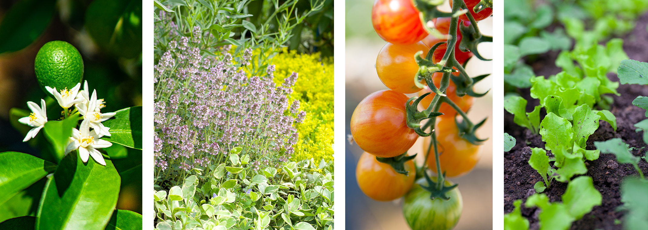 Four images: a citrus fruit growing on a tree, herbs growing in a garden, tomatoes growing on the vine, and leafy greens growing in a garden.