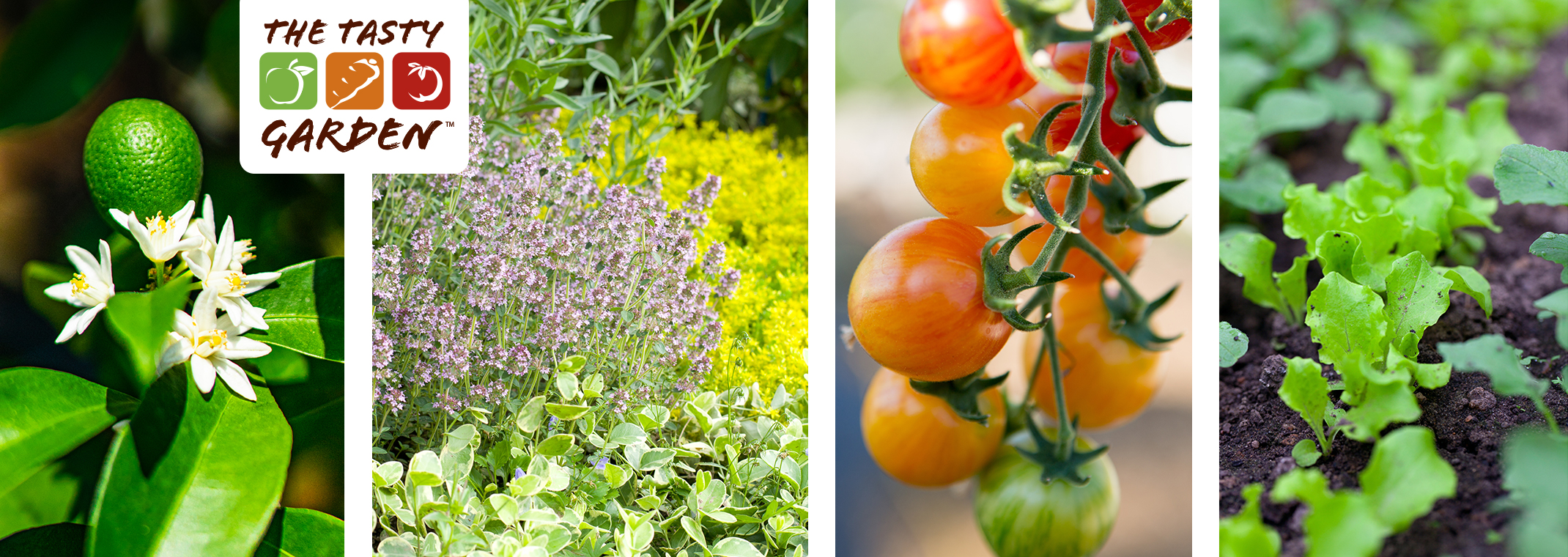 Four images: a citrus fruit growing on a tree, herbs growing in a garden, tomatoes growing on the vine, and leafy greens growing in a garden.