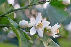 White blooms on a citrus tree