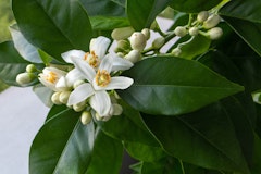 Glossy citrus leaves and white blooms