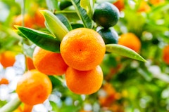 Looking up at ripe and green calamondine fruit still on the fruit