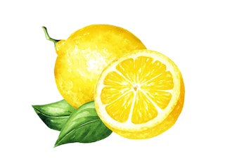 Lemon watercolor fruits on white background