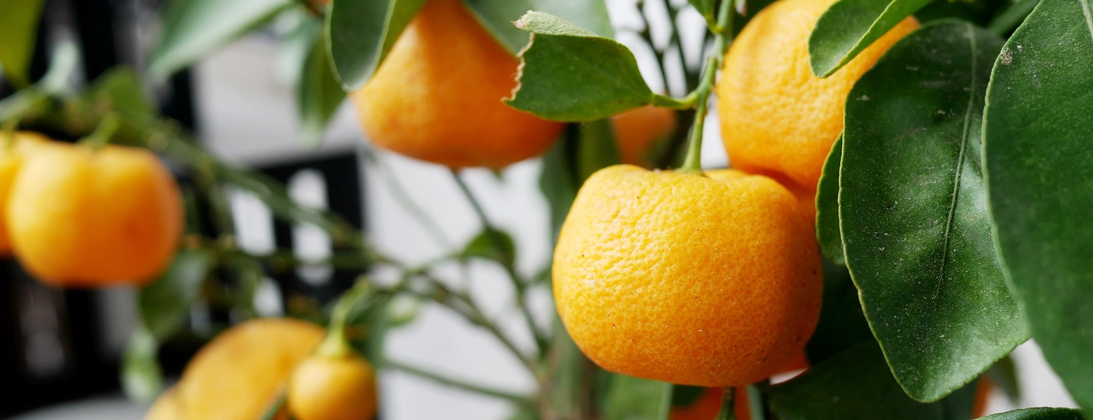 Citrus mandarin oranges on a small patio tree