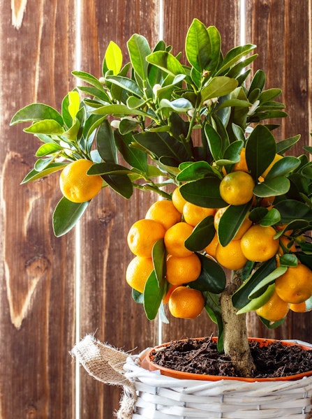 A potted orange or mandarin tree and placed in light gray basket in front of a wooden background