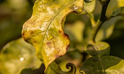 Curling, sticky and yellowing leaves of citrus tree