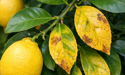 A lemon tree with lemons on it and yellowing leaves with brown spots.