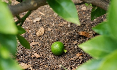 Looking down through mandarin tree and seeing green mandarin fruit on the ground.
