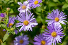 asters perennial