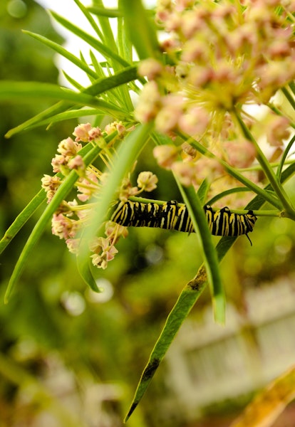 Monarch butterfly caterpillar feed or resting on milkweed plant.