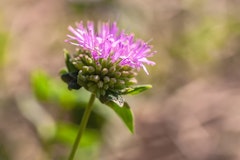 Coyote mint perennial