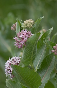 Asclepias better known as milkweed.