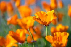 California poppies