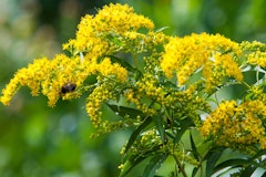 Goldenrod perennial
