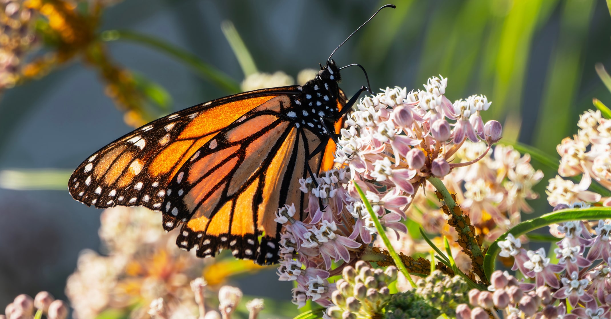 A monarch buttefly sitting on a milkweed plant.