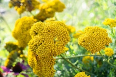 Yarrow perennial