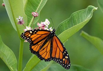 A monarch buttefly sitting on a milkweed plant.