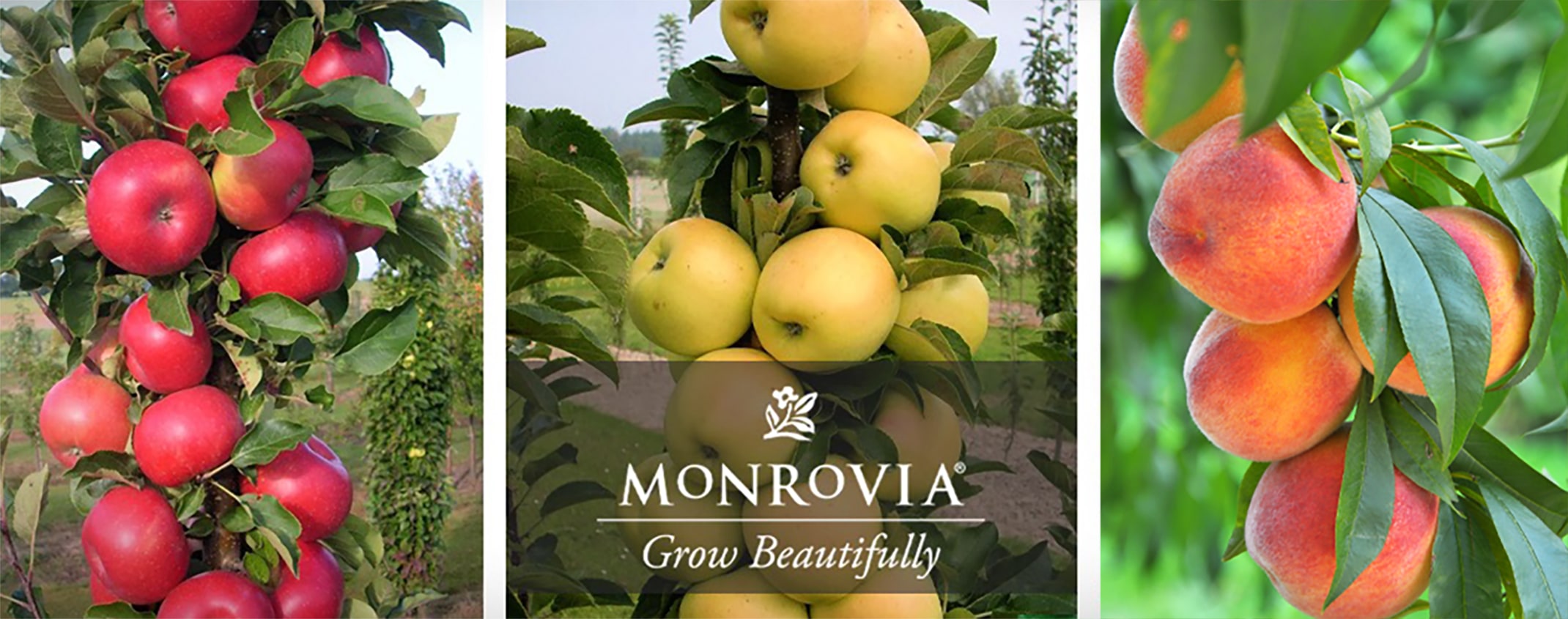 Monrovia's columnar apples, red and green and peach columnar tree.