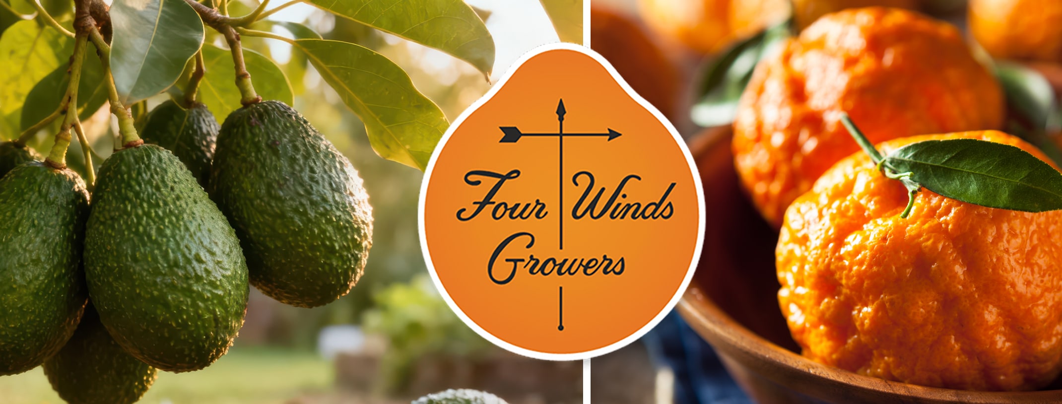 Four Winds growers with the little cado avocado and golden nugget mandarin citrus tree