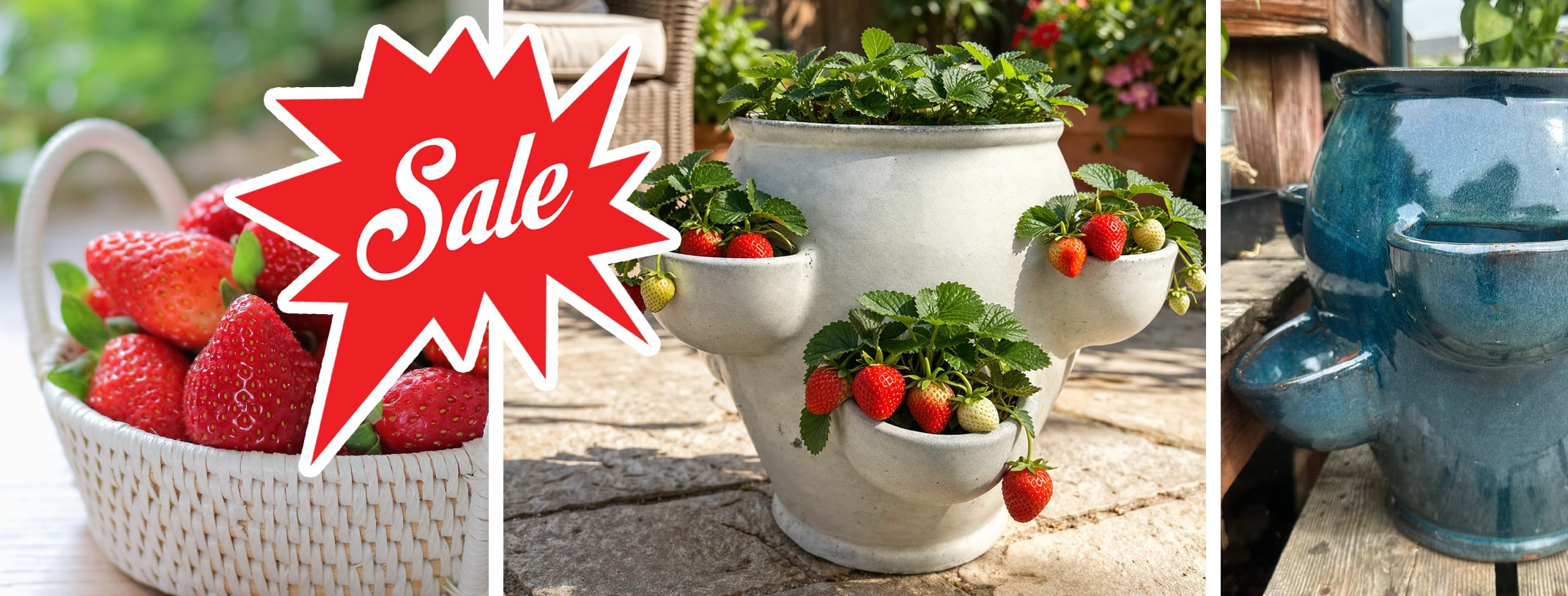 Sale on strawberry pots white and blue containers with fresh strawberries and strawberry plants.