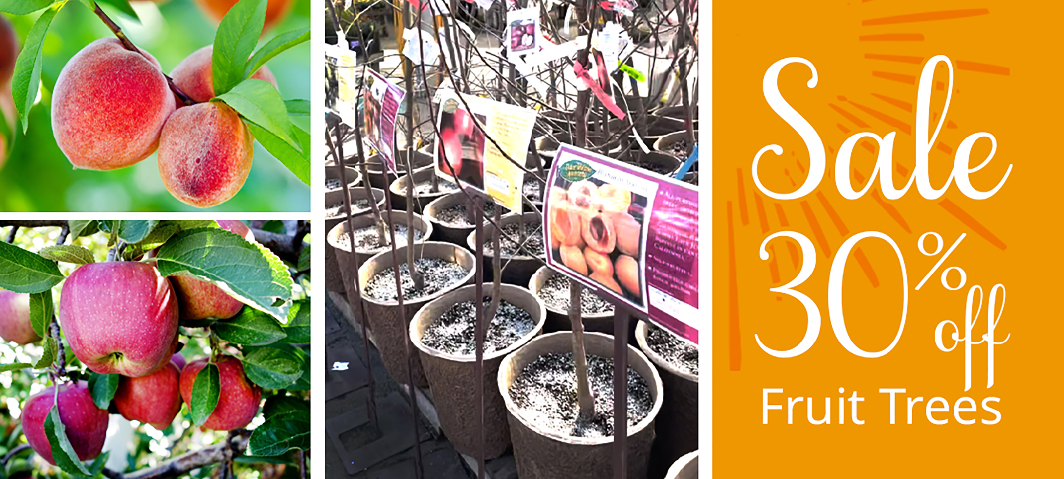 Fruit trees showing fruit up close and bareroot potted in containers with the words sale 30% off fruit trees in a sunburst