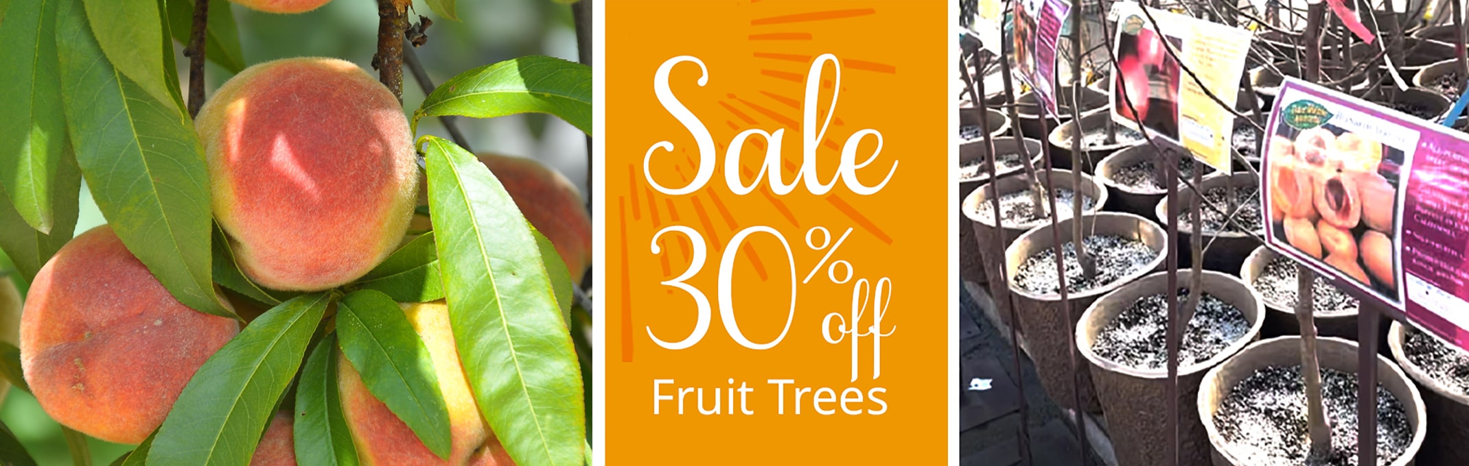 Three images with the first being a peach tree, next to promotion for 30% off fruit trees and final image our potted fruit tree selection.