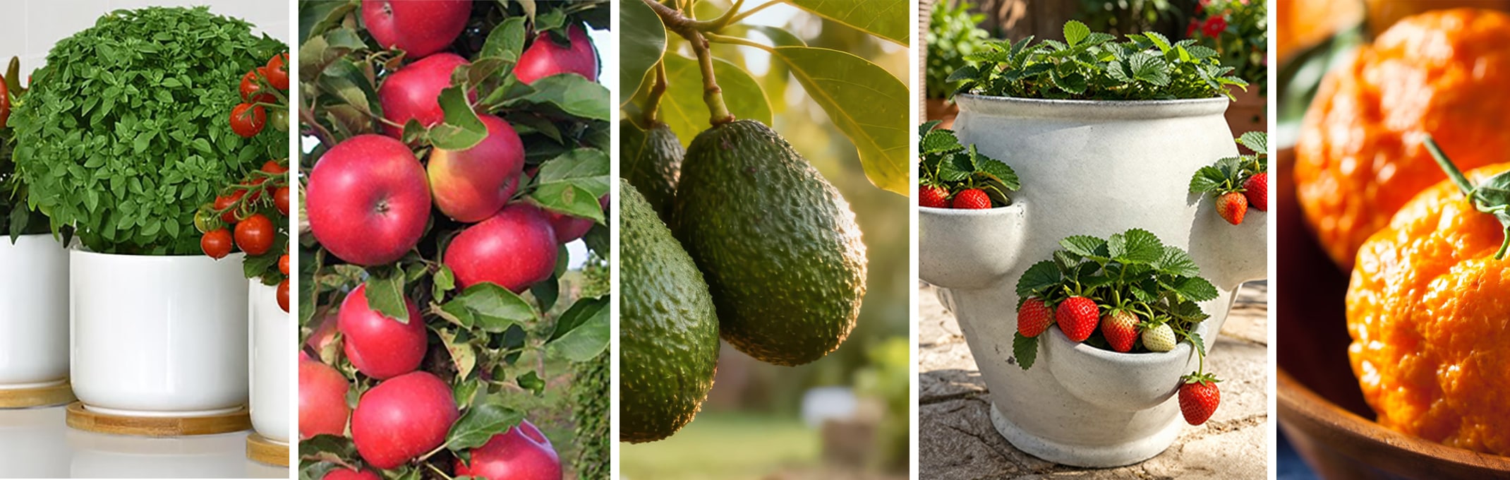 5 images of plants now available in april, kitchen minis with basil and cherry tomatoes, columnar fruit tree, little cado avocado, strawberry pots and gold nugget mandarin.