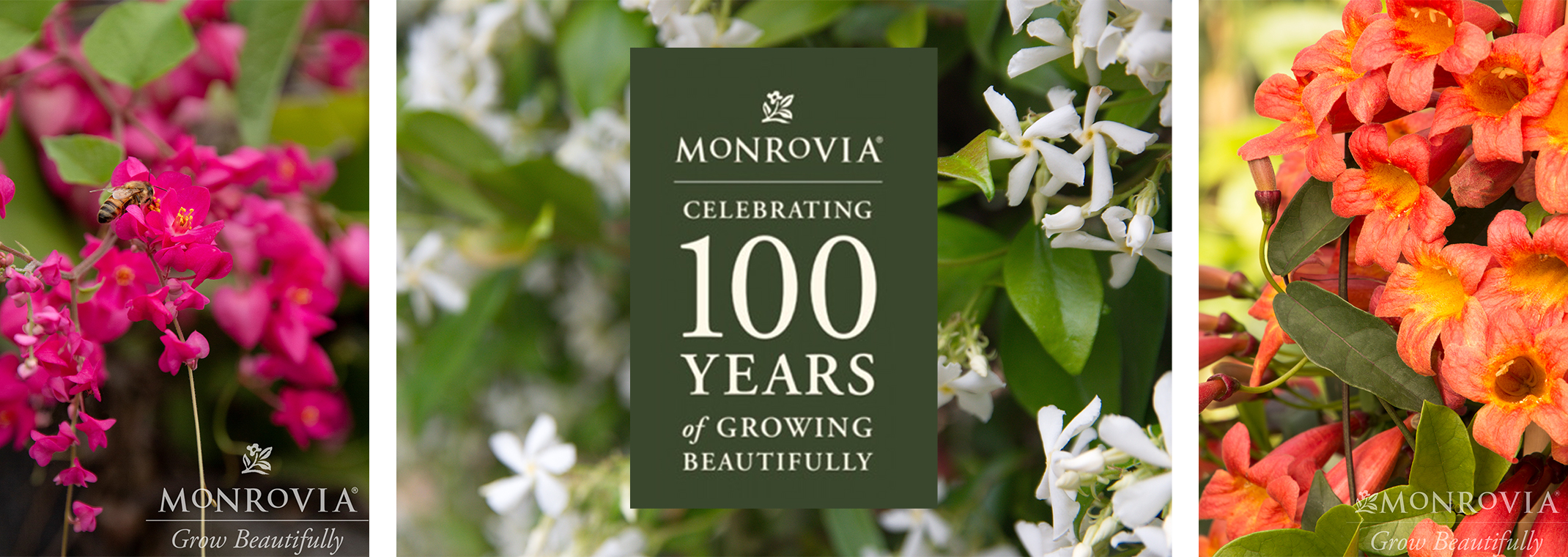 Pictures of three plants that attract hummingbirds: Queen's Wreath, Star Jasmine, and Tangerine Crossvine--with Monrovia logo floating on the center image.