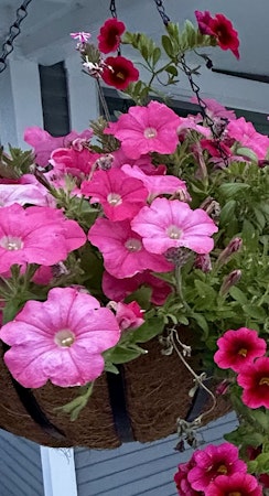 Mixed flower hanging basket, including petunias, verbena and calibracho, in different shades of pink.