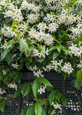 Star Jasmine vine growing on metal fencing.