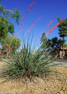 Red Yucca growing in a Southwest neighborhood.
