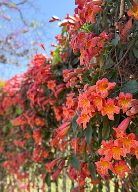 Tangerine Beauty Crossvine growing on a fence.