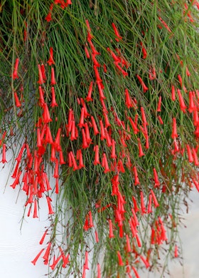 Firecracker plant growing against a white adobe wall.