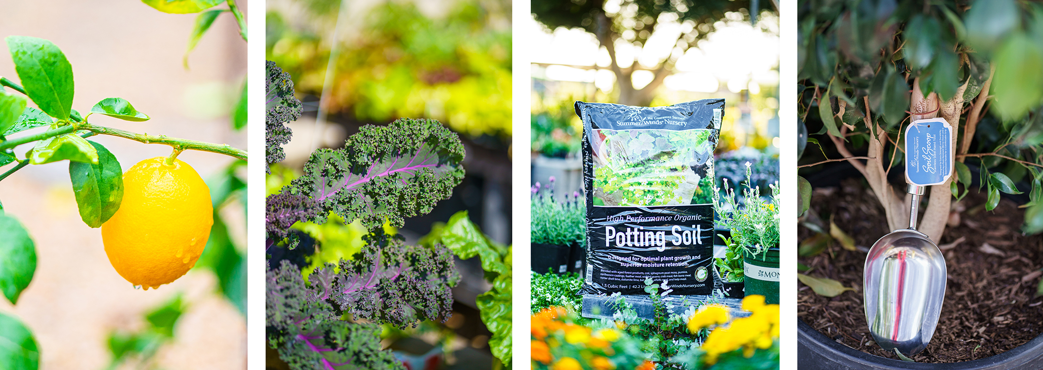 Four images: a variety of colorful flowers, kale plant starts, SummerWinds High Performance Organic Potting Soil, and a stainless steel soil scoop with a ficus behind it.