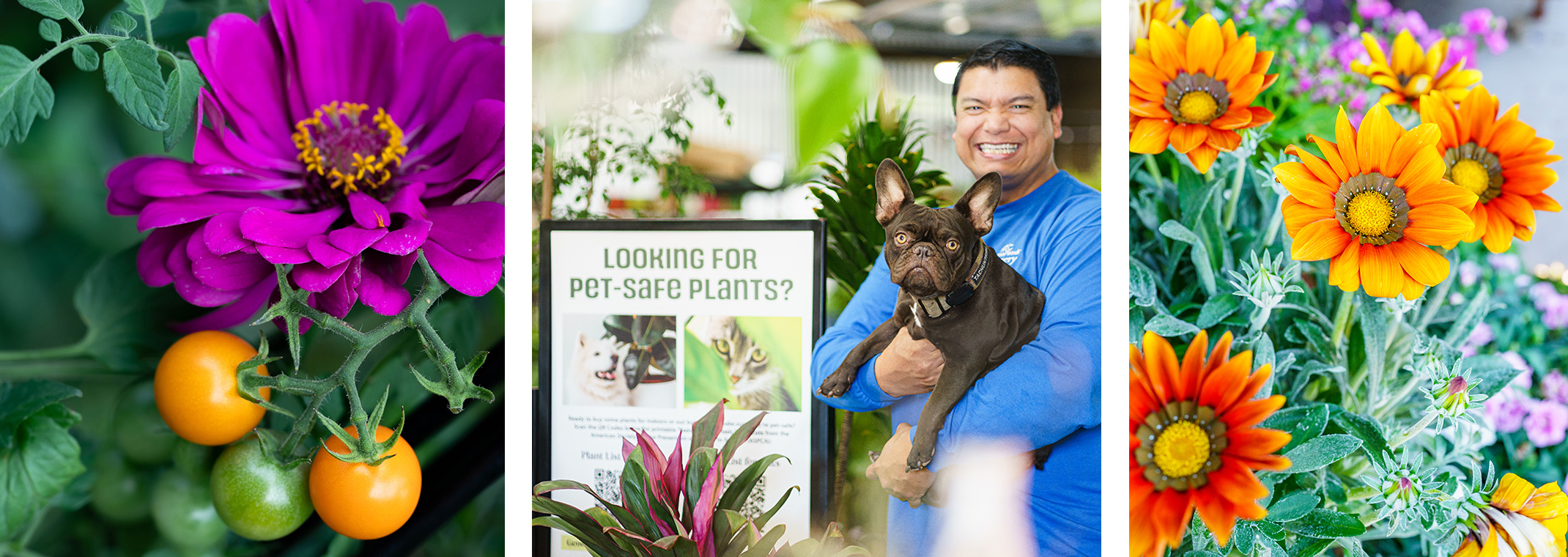 Three images: closeup of a zinnia with cherry tomatoes, a man holding a dog in a garden center next to a sign about pet-safe plants, and close up of colorful orange gazanias.