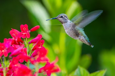A closeup of a hummingbird flying near bright firecracker penstemon flowers.