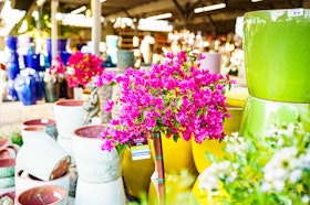 A wide variety of colorful ceramic pots on display with pink and red bougainvillea plants at SummerWinds Nursery.