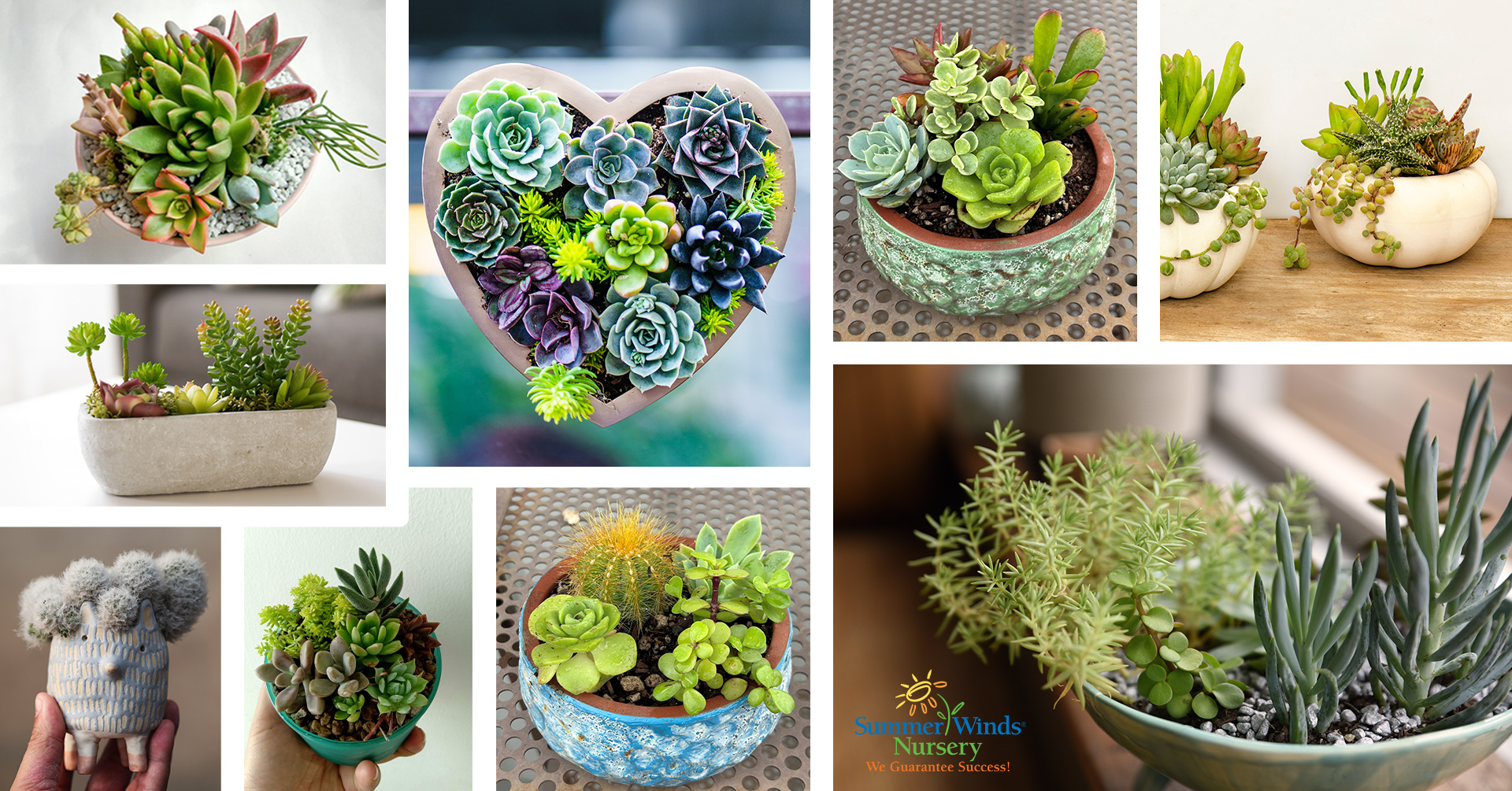 Succulent Bowl Class: Nine images of potted succulents, and SummerWinds' logo.