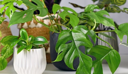 An assortment of houseplants potted and seated next to each other.