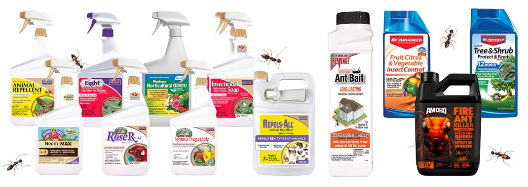 11 different solutions to deter, repel or eliminate ants.