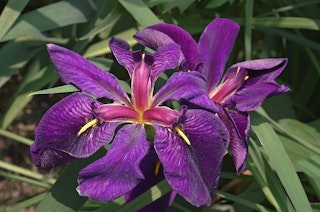 A close up of a Louisiana Iris ‘Black Gamecock’ growing in a water garden.
