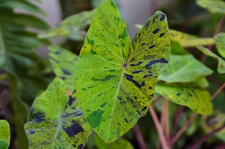 A close up of a Elephant Ear ‘Mojito’ water plant.