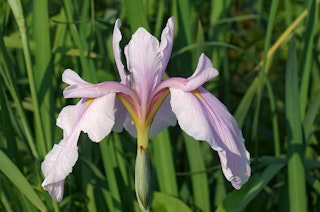 A close up of a Louisiana Iris ‘Rose Queen’.