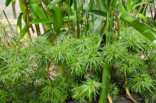Dwarf Papyrus plants in water garden.