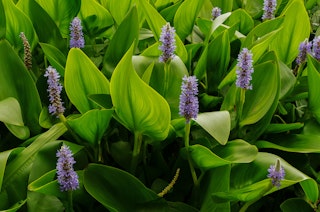 Pickerel Rush (Purple) growing in a water garden.