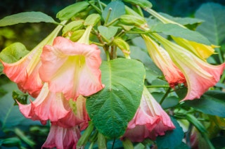 Pink Angel's Trumpet flowers.