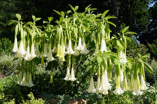 A closeup of Angel’s Trumpet ‘Cypress Gardens’ growing in a water garden.